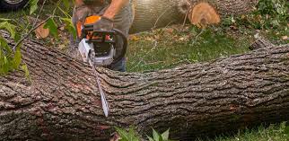 How Our Tree Care Process Works  in  The Homesteads, TX